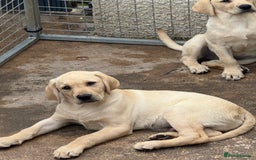 Labrador Retriever dogs for sale: Labrador  - Image 4