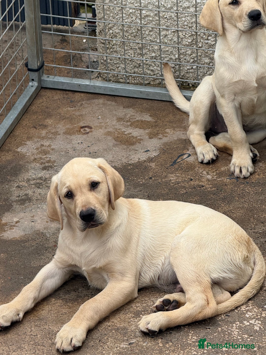 Labrador Retriever dogs for sale: Labrador  - Image 4