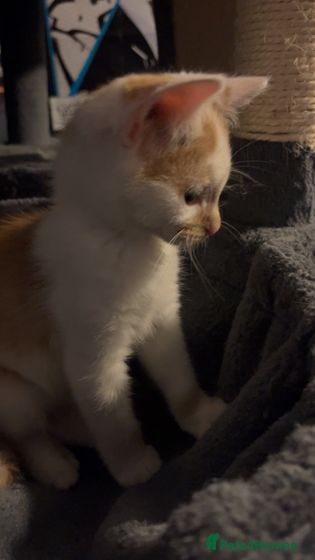 Mixed Breed cats for sale: Kittens for sale  - Image 7