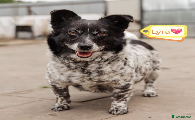 Mixed Breed dogs - Advert 6