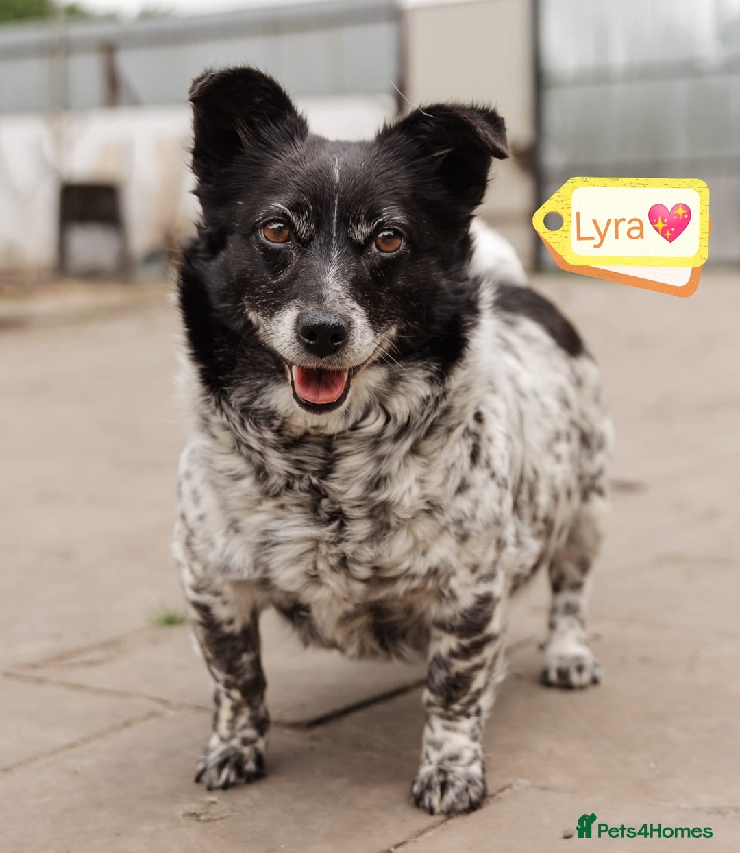 Mixed Breed dogs for adoption: 💖🐶 LYRA 🐶💖 - Image 1