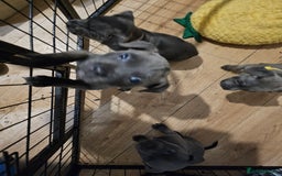 Staffordshire Bull Terrier dogs for sale: Staffordshire bull terrier  - Image 1