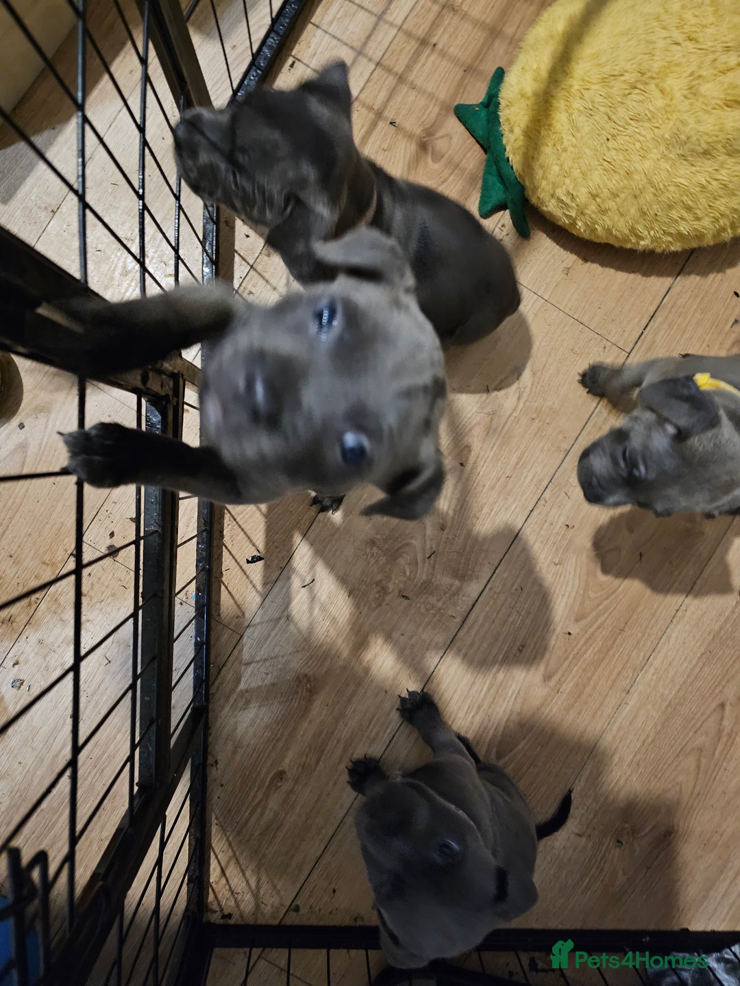 Staffordshire Bull Terrier dogs for sale: Staffordshire bull terrier  - Image 1