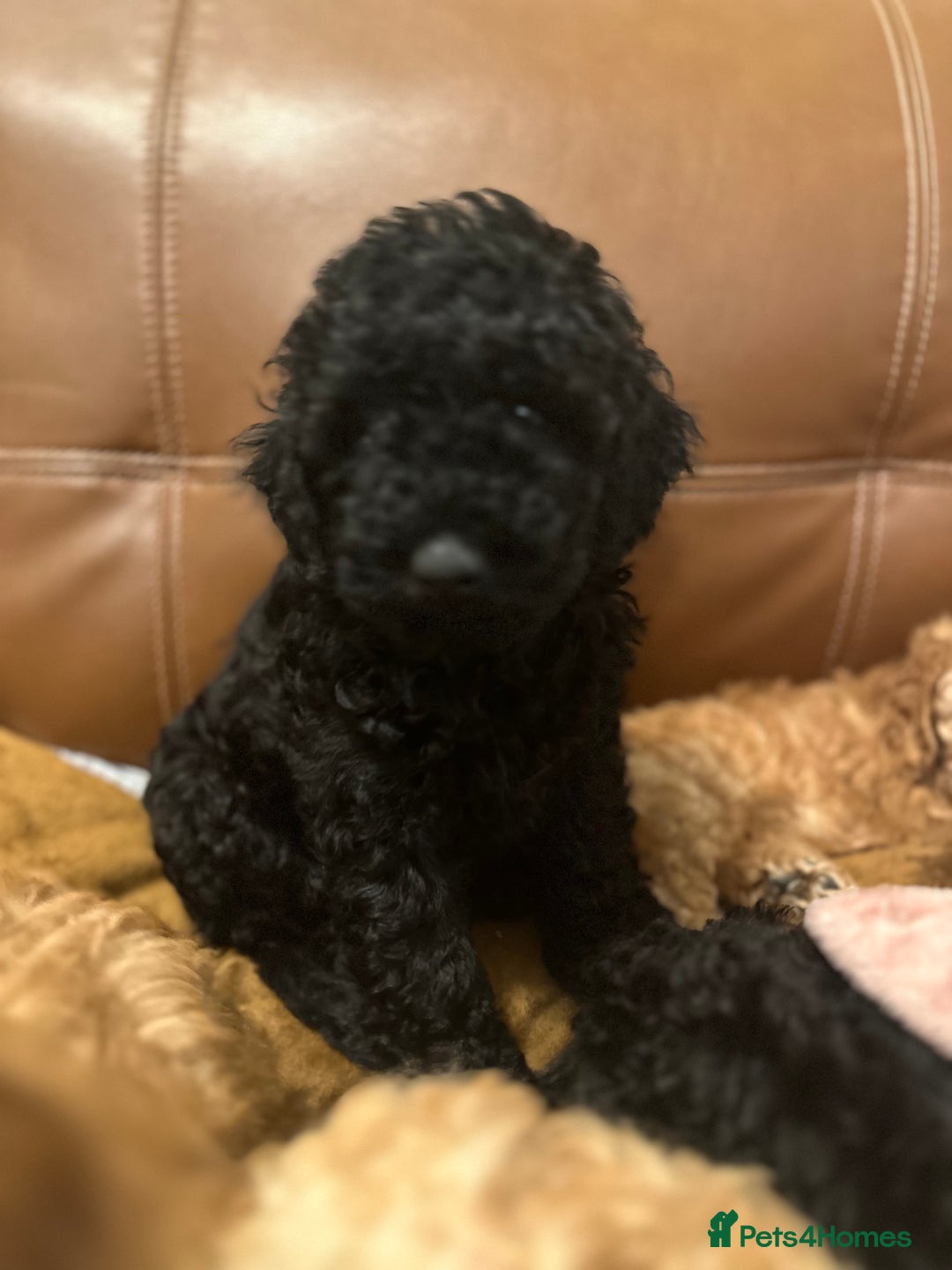Toy Poodle dogs for sale: Stunning toy poodles  - Advert 26
