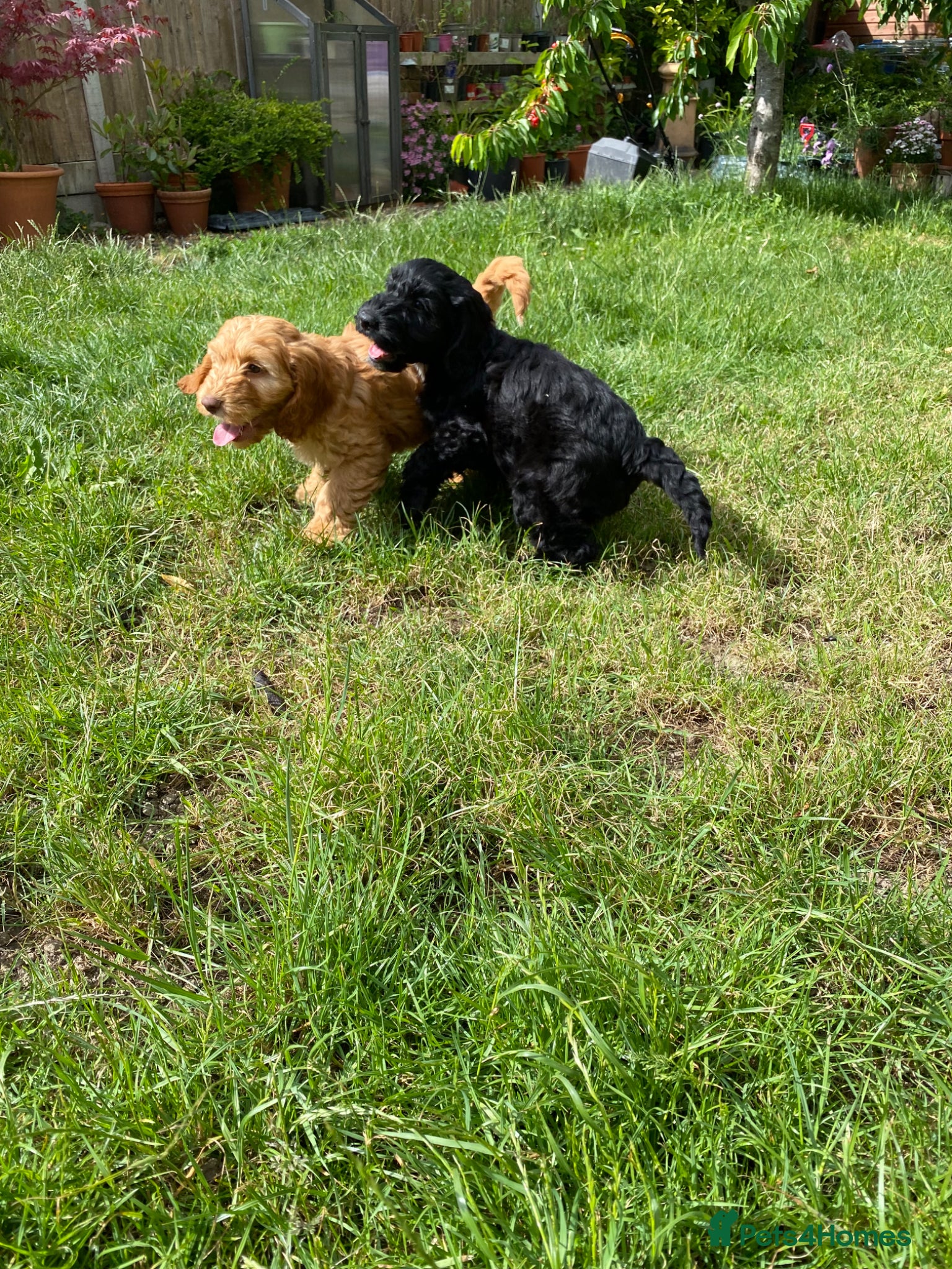 Cockapoo dogs Gorgeous Cockapoo Boys  - Advert 1
