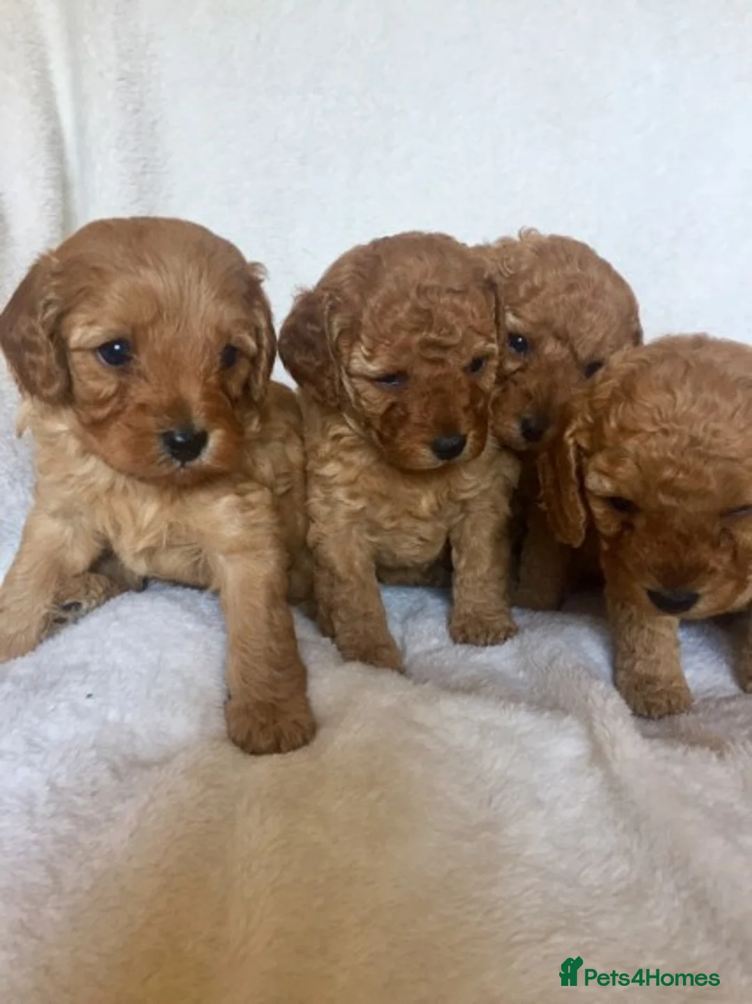 Cockapoo dogs for stud: Red Min Poodle PRA Clear & Other DNA Clear in Mansfield - Advert 15