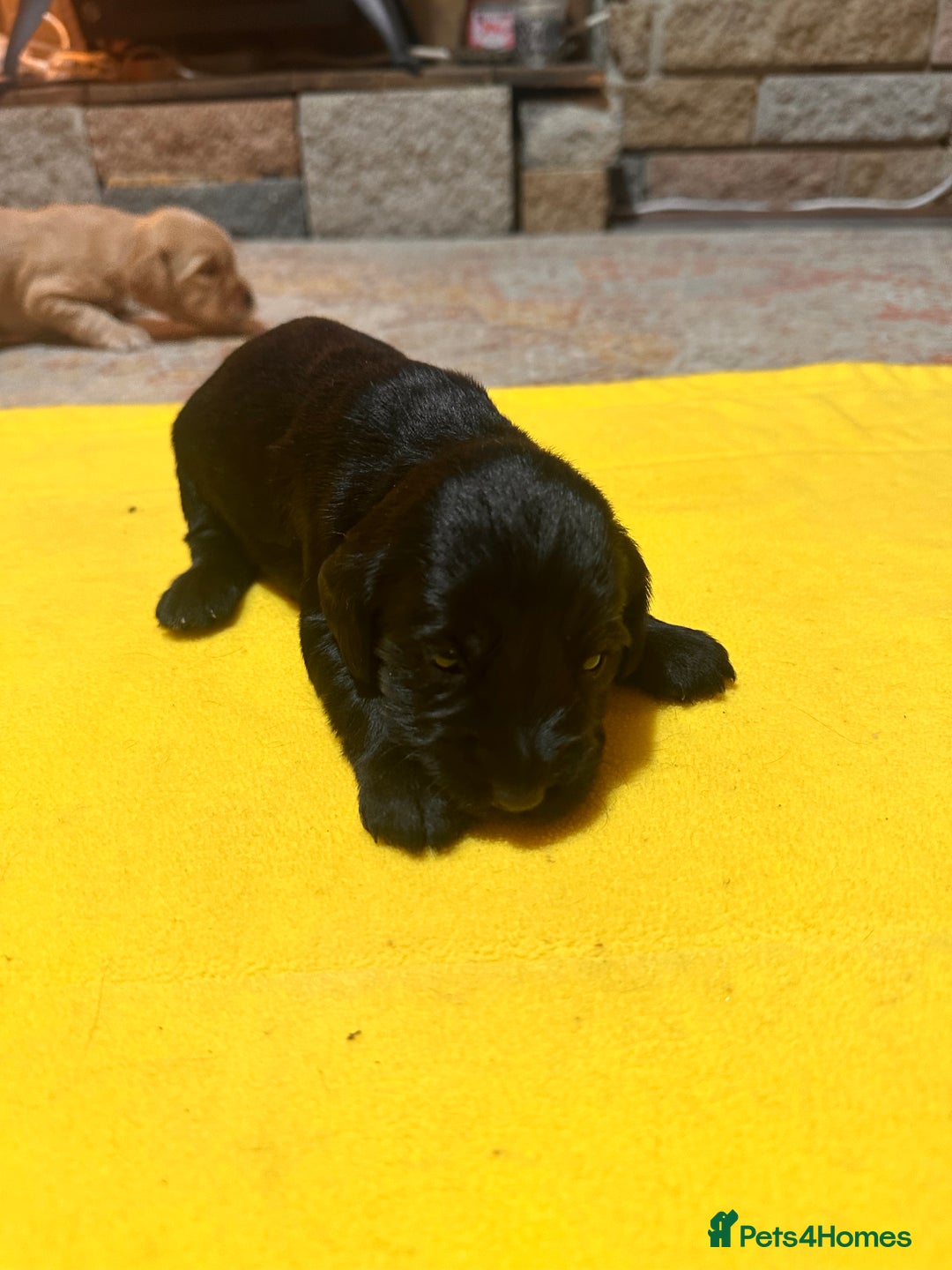 Mixed Breed dogs for sale: Beautiful Labradoodle x Cocker Spaniel Puppies - Advert 10