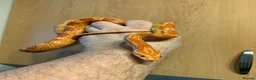 Corn Snake reptiles for sale: Corn snake - Advert 2