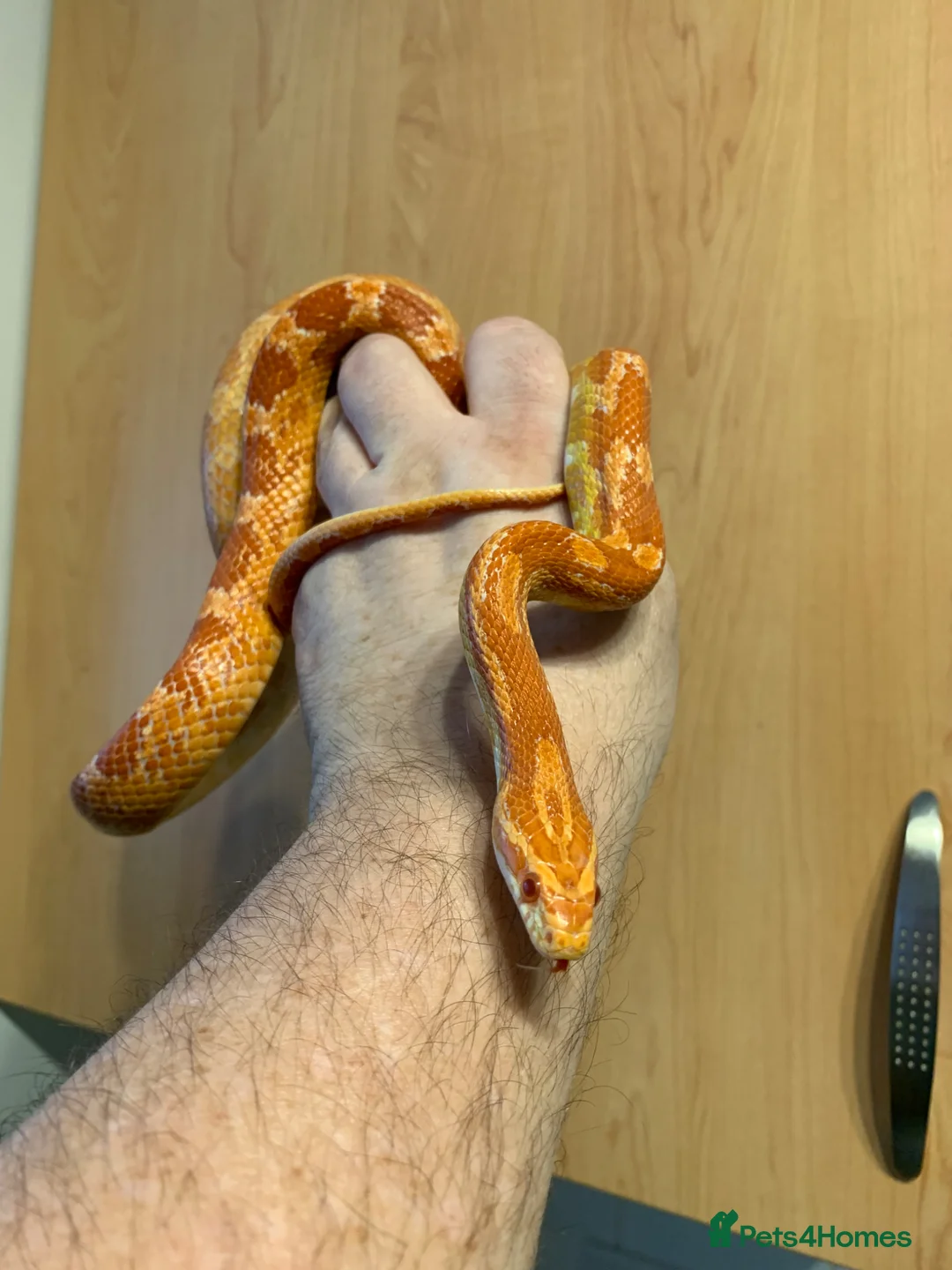 Corn Snake reptiles for sale: Corn snake - Advert 2