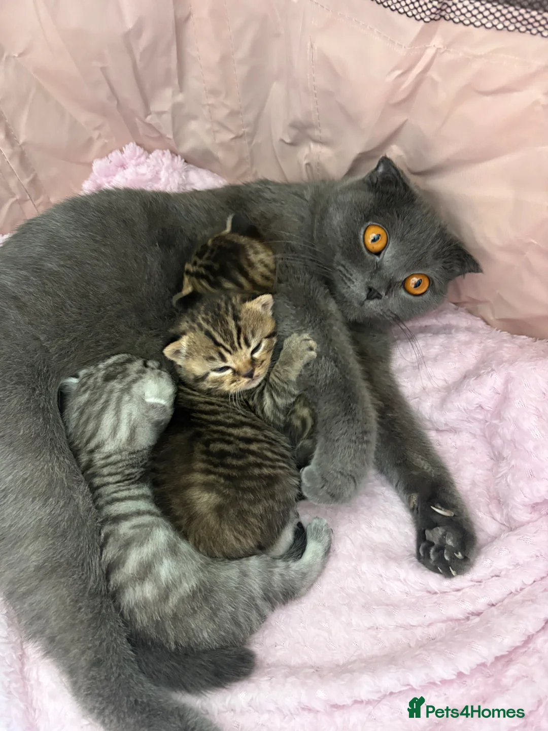 British Shorthair cats for sale: British short hair x Scottish fold kittens - Advert 1