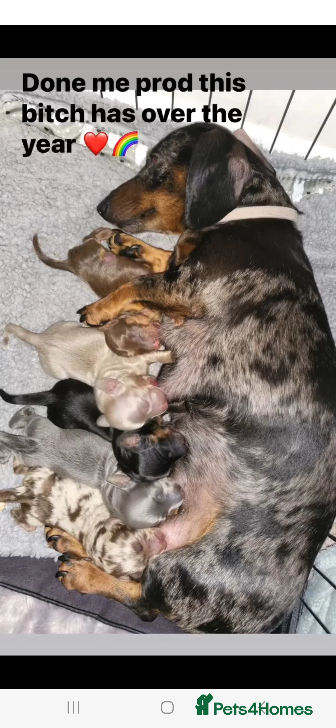 Miniature Dachshund dogs for stud: **RogueRoyales Luxe** PRA Clear Long Hair in Wolverhampton - Advert 7
