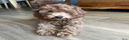 Cavapoo dogs for sale: Toy red teddy bear F1B Cavapoos by Asian toy dad in Chigwell - Advert 27