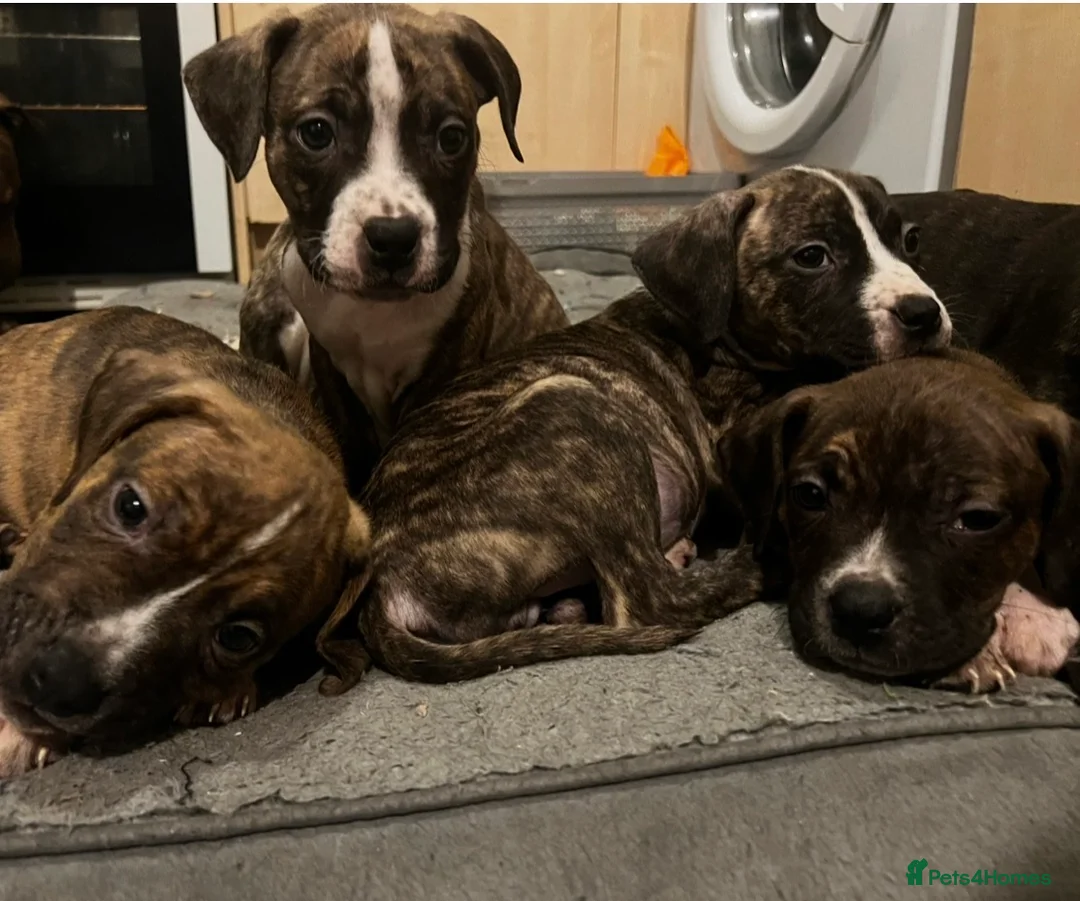 Mixed Breed dogs for sale: Blue Staffy x Boerboel – Ready for a Home - Advert 10
