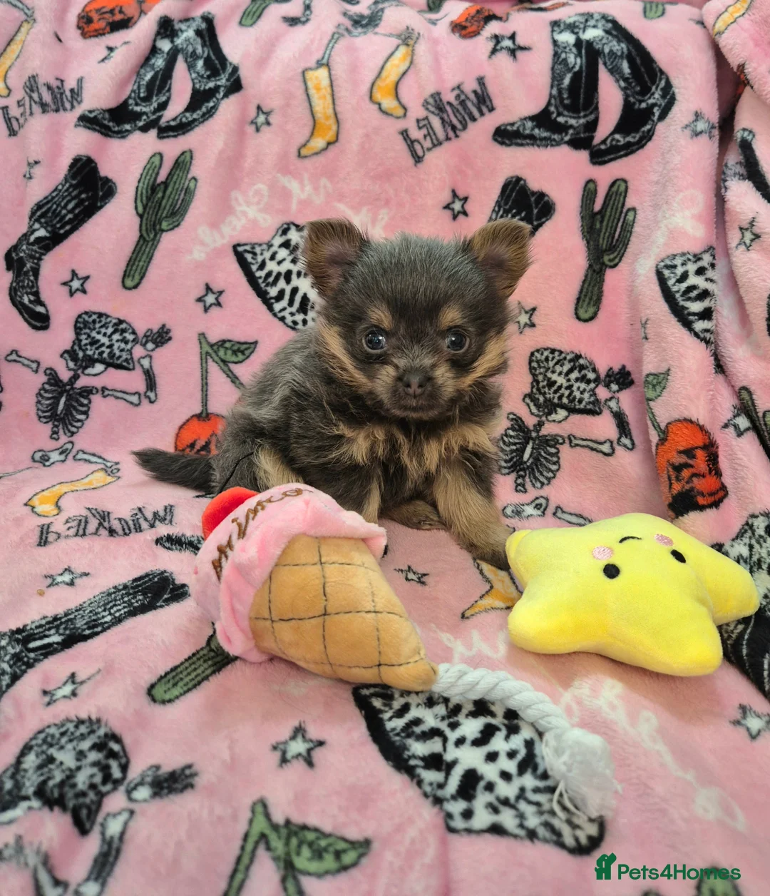 Mixed Breed dogs for sale: TINY yorkie x minature pom puppies - Advert 1