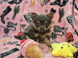 Mixed Breed dogs TINY yorkie x minature pom puppies - Advert 2