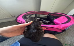 Mixed Breed cats for sale: 3 kittens for sale - Image 10