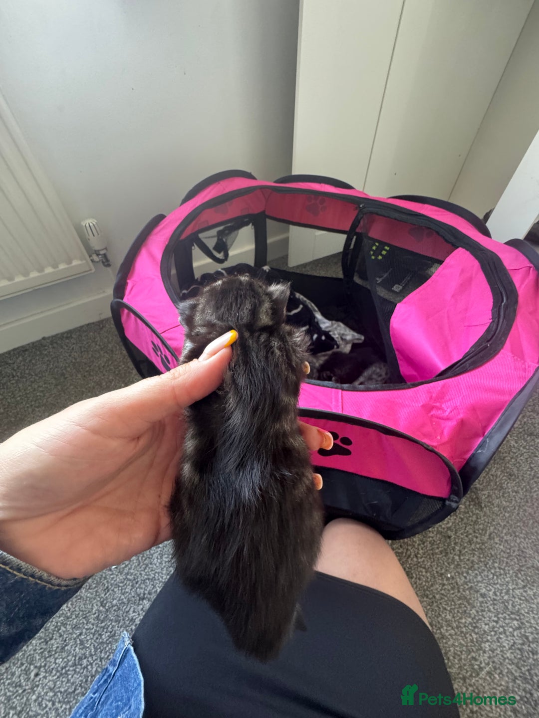 Mixed Breed cats for sale: 3 kittens for sale - Image 10