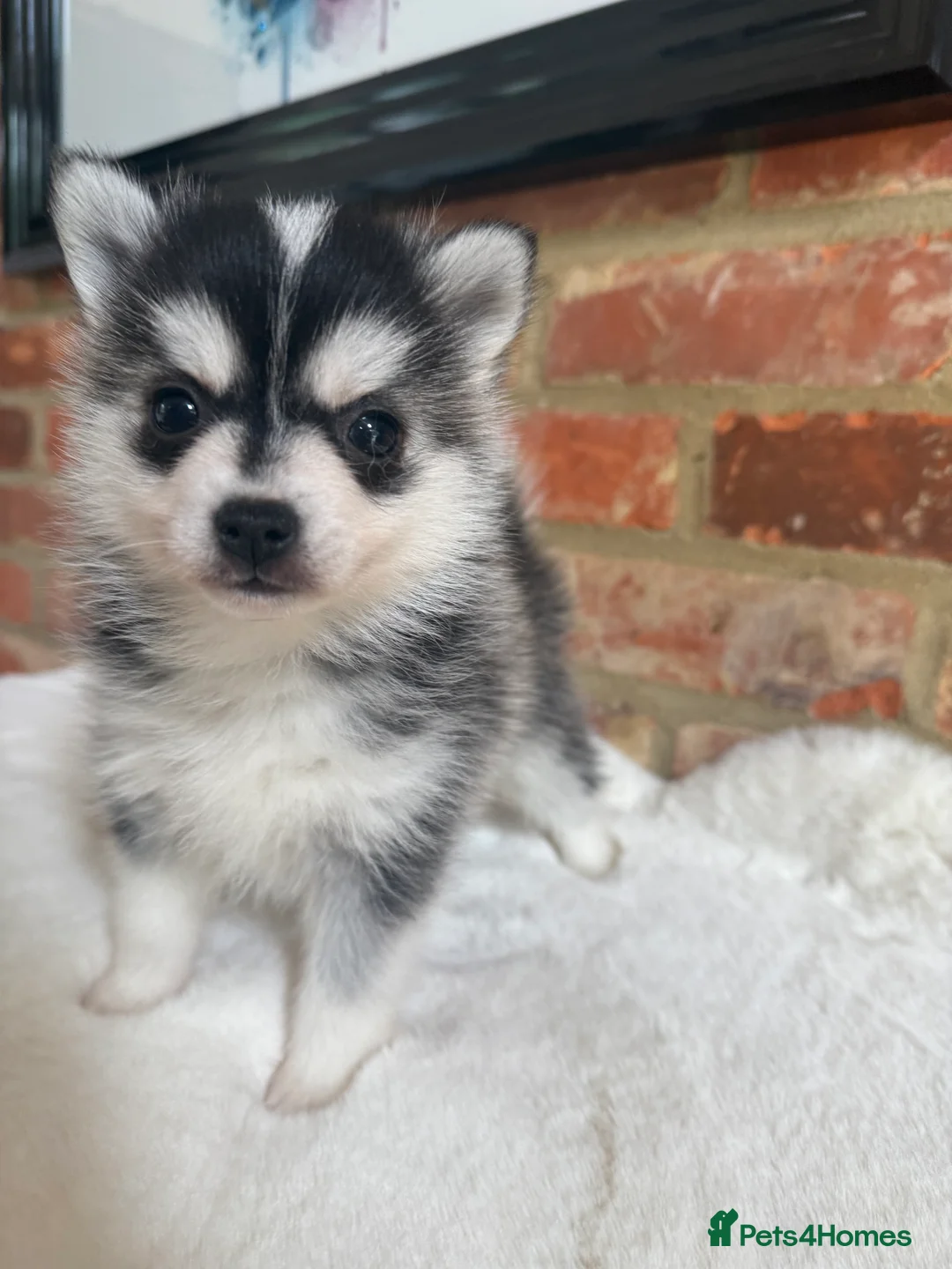 Pomsky dogs for stud: Pingu Jnr Stunning Husky marked Toy Pomsky Stud  in Romford - Advert 8
