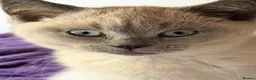 British Shorthair cats for sale: Two gorgeous BSH little ladies available now.  - Advert 10