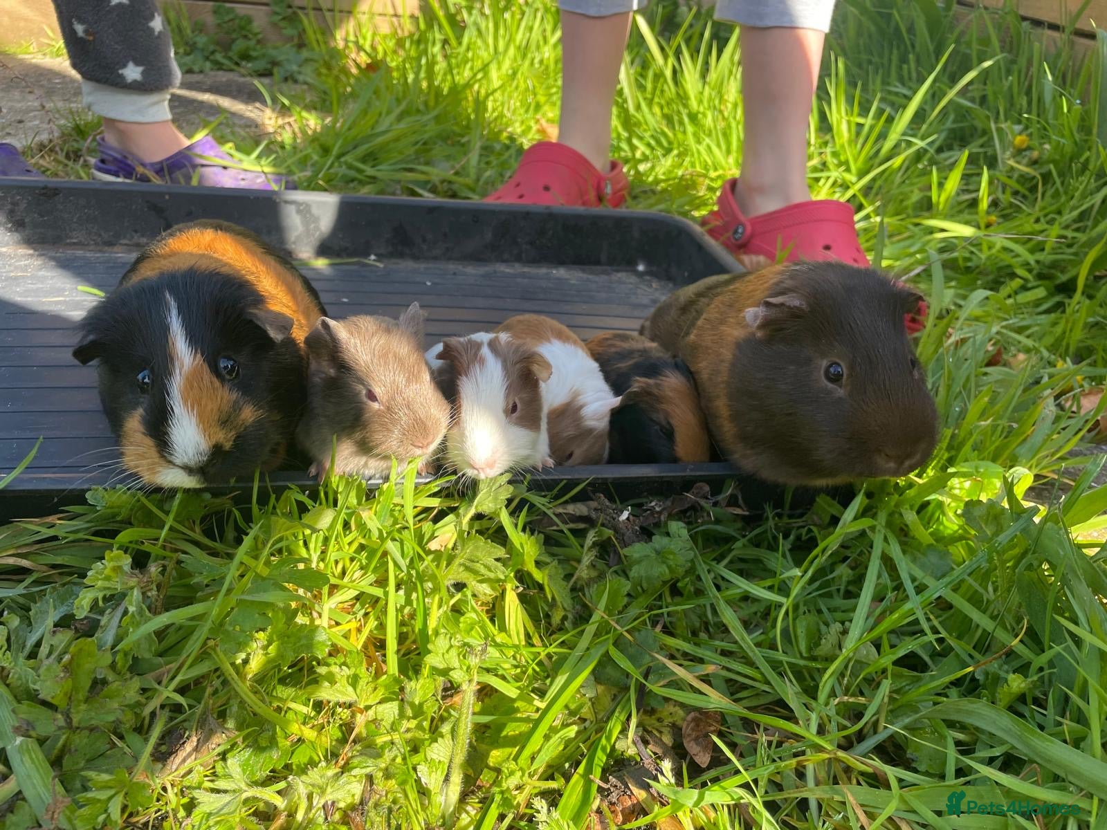 Guinea Pig rodents 2-6 gorgeous guinea pigs for sale - Advert 1