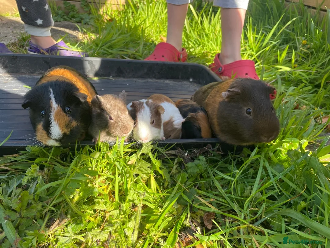 Guinea Pig rodents for sale: 2-6 gorgeous guinea pigs for sale in Liss - Advert 1