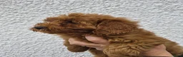 Cockapoo dogs for sale: F1 B Cockapoo puppies - Advert 7