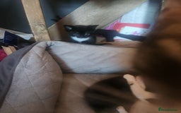 Mixed Breed cats for sale: Beautiful baby's looking for their forever homes  - Image 6