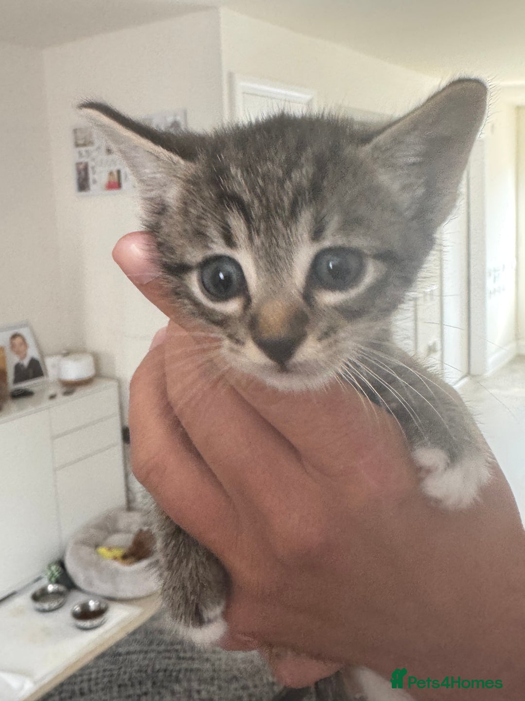 Mixed Breed cats for sale: Kittens for sale  - Image 5