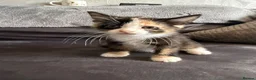 Domestic Shorthair cats for sale: 4 Adorable Domestic Shorthair Kittens - Advert 34
