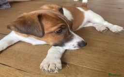 Jack Russell dogs for sale: Jack Russell Puppies - Image 12