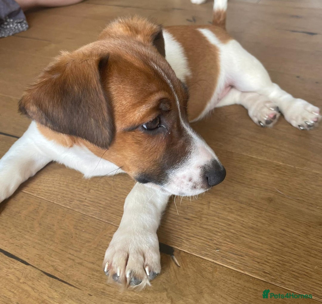 Jack Russell dogs for sale: Jack Russell Puppies - Image 12