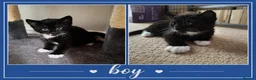 Mixed Breed cats for sale: 4 adorable kittens looking for a forever home - Advert 3