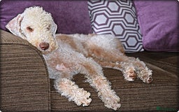 Bedlington Terrier dogs for stud: Bedlington Terrier Liver Dog home bred for stud. in Merthyr Tydfil - Image 1