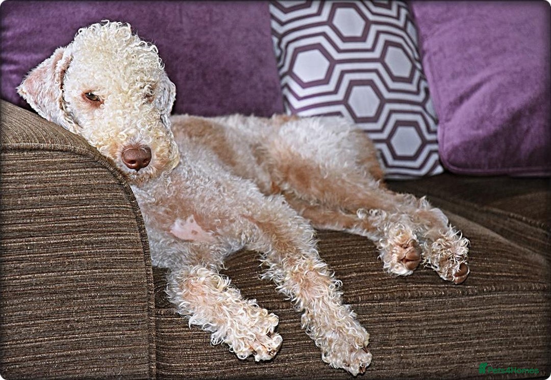 Bedlington Terrier dogs for stud: Bedlington Terrier Liver Dog home bred for stud. in Merthyr Tydfil - Image 1