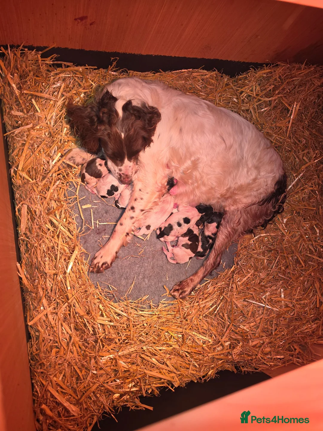 English Springer Spaniel dogs for sale: Springer spaniel puppies in Bungay - Advert 1