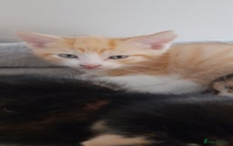 Mixed Breed cats for sale: 3 mixed breed kittens available  - Image 6