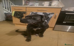 Mixed Breed dogs for sale: Cane corso  - Image 2