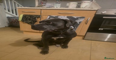 Mixed Breed dogs - Advert 3