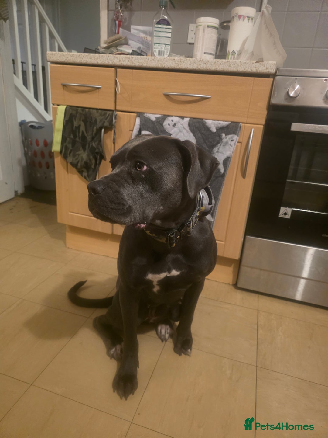 Mixed Breed dogs for sale: Cane corso  - Image 2
