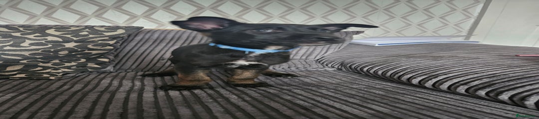 Belgian Shepherd Dog Puppy 1