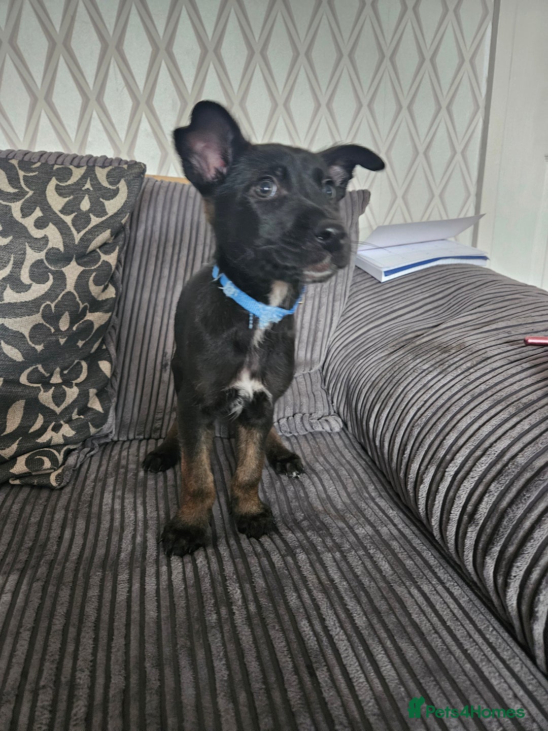 Belgian Shepherd Dog dogs for sale:  Belgian malinois  - Image 3