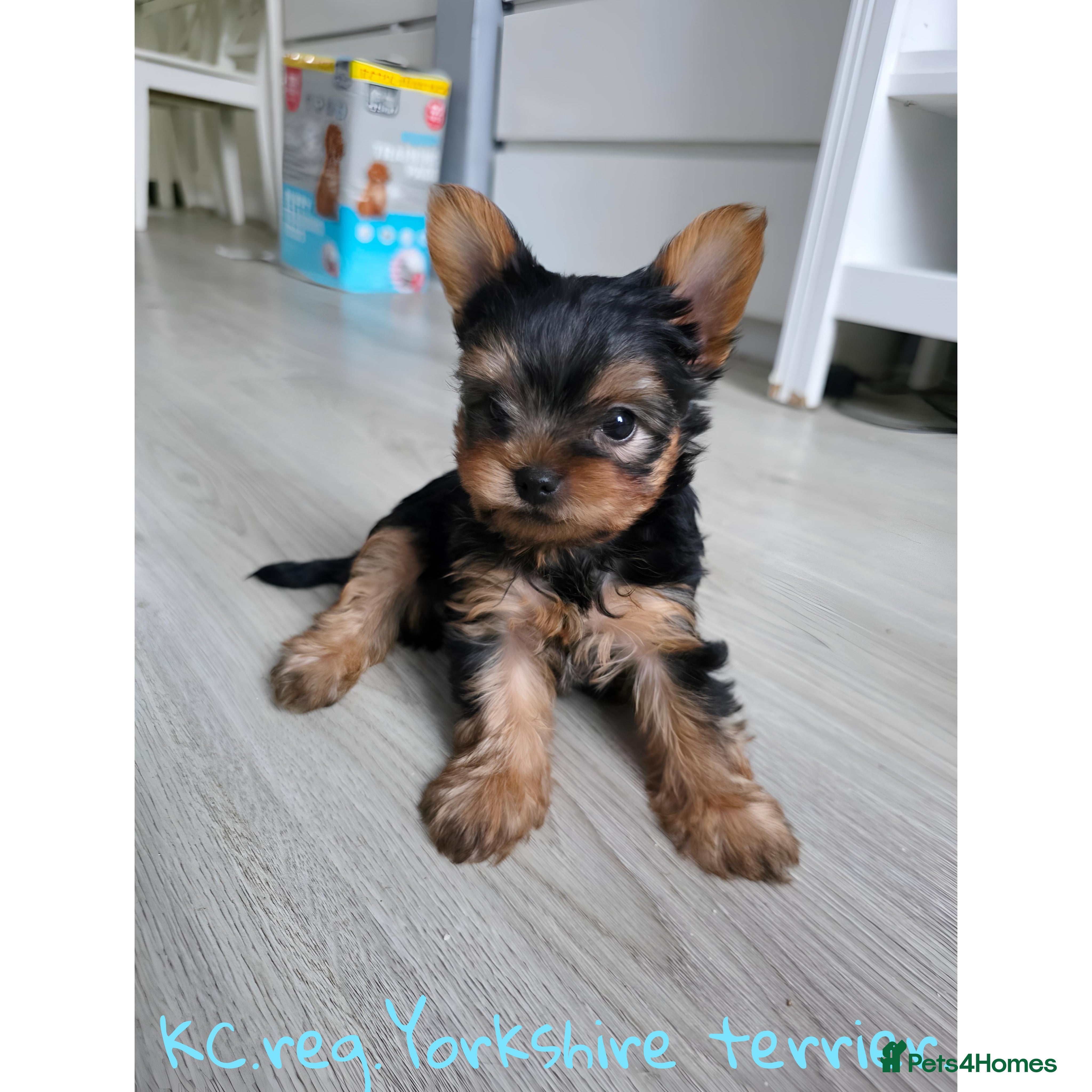 Yorkshire Terrier dogs Yorkshire terrier🐶KC.reg 5 gen.Pedigree 🏆💕 - Advert 4