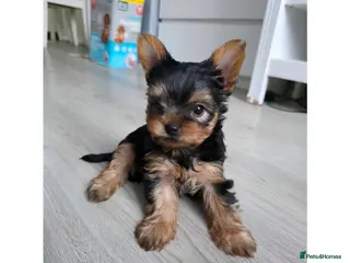 Yorkshire Terrier dogs Yorkshire terrier🐶KC.reg 5 gen.Pedigree 🏆💕 - Advert 4