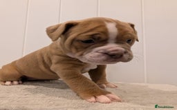 Old Tyme Bulldog dogs for sale: Kyro & Lyla Litter Old Tyme Old English Bullgdog - Image 6