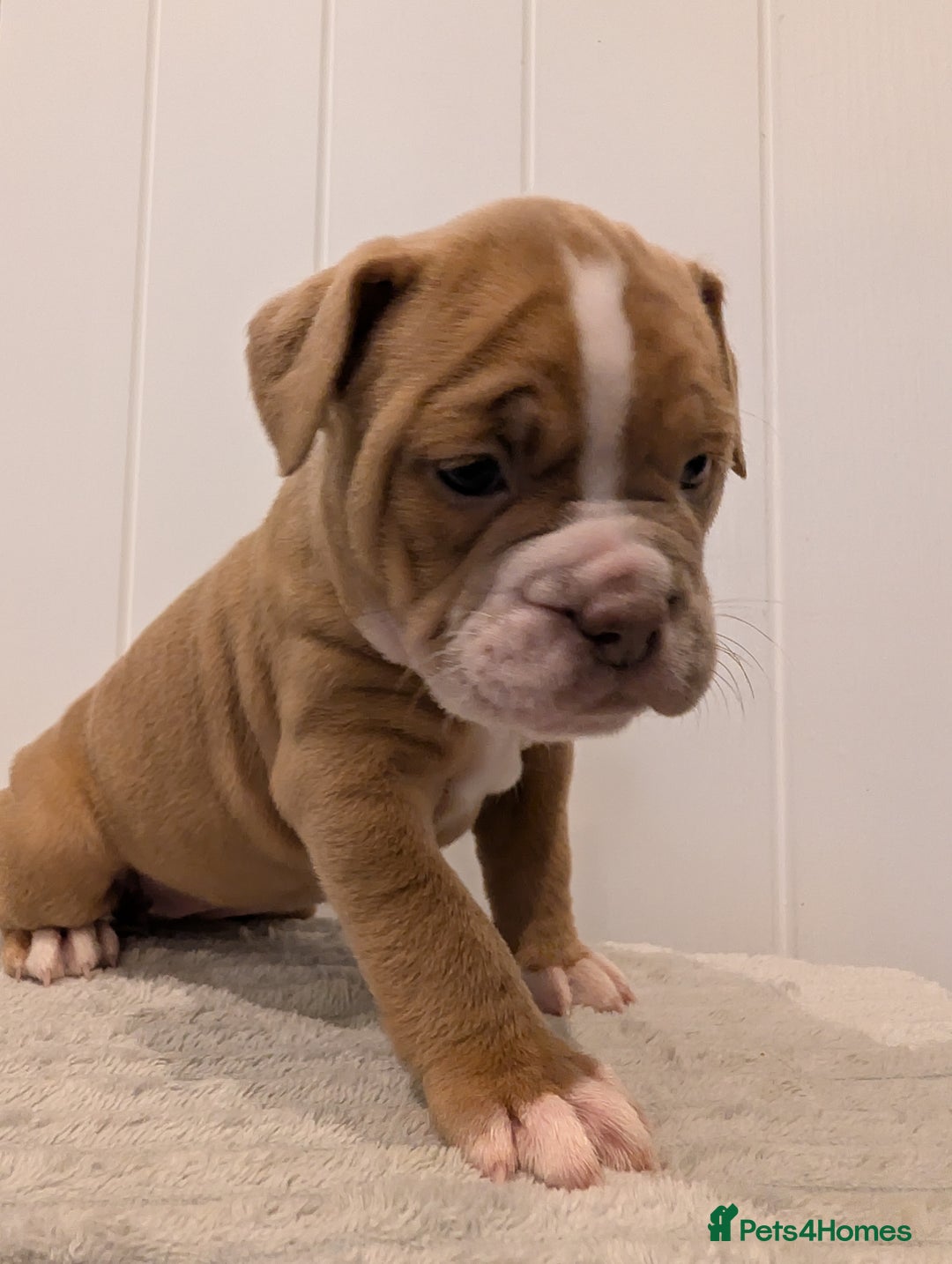 Old Tyme Bulldog dogs for sale: Kyro & Lyla Litter Old Tyme Old English Bullgdog - Image 6