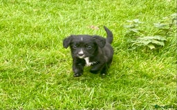 Mixed Breed dogs for sale: Gorgeous Borderlier pups - Advert 10