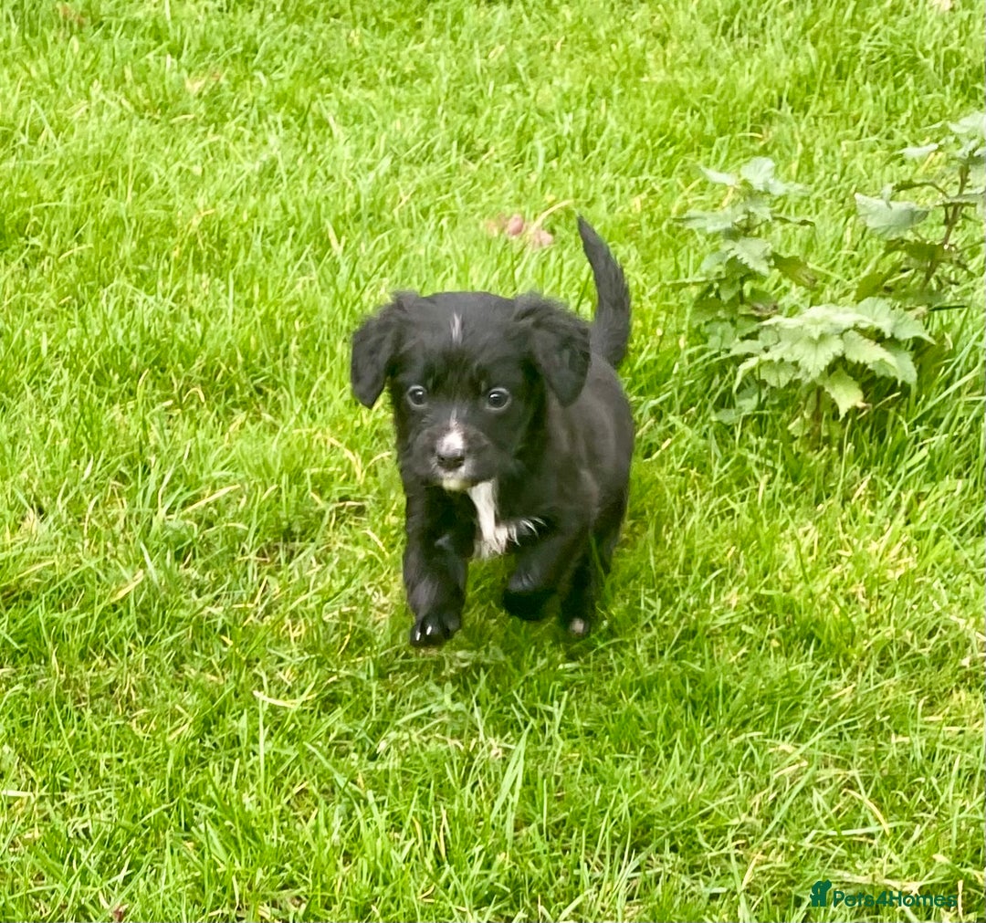 Mixed Breed dogs for sale: Gorgeous Borderlier pups - Advert 10