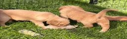 Golden Retriever dogs for sale: KC Golden Retriever Puppies - Advert 6