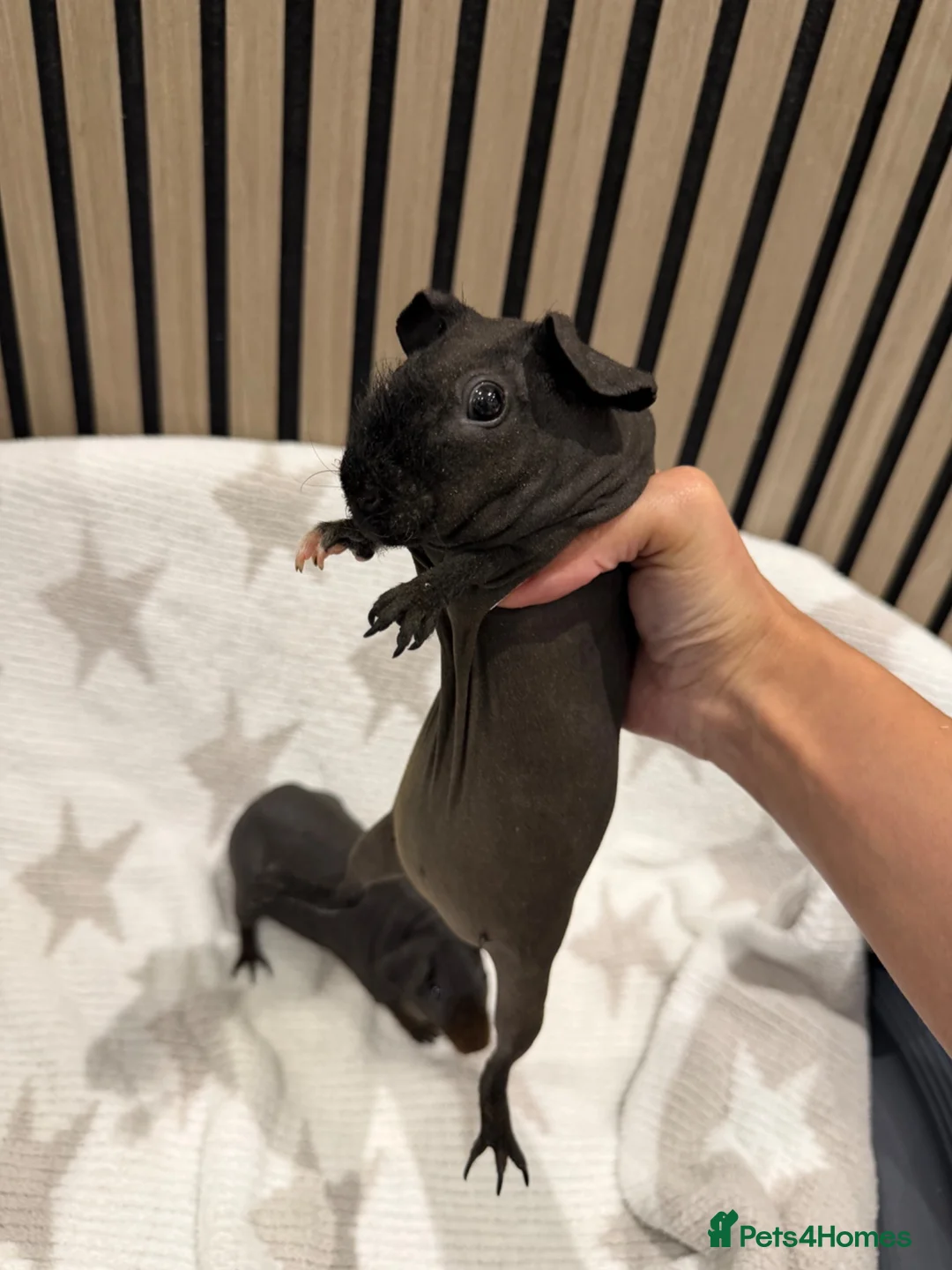 Guinea Pig rodents for sale: 2 Beautiful Skinny pig females 🐹 - Advert 8