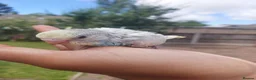 Budgerigars birds for sale: Hand reared super tame  budgie  - Advert 6